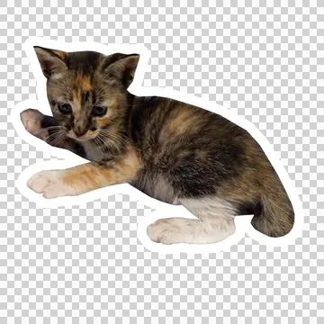 Cat in all pose Stock Photos