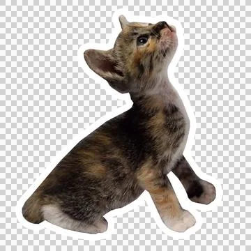 Cat in all pose Stock Photos