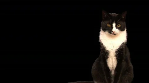 Cat on alpha channel Stock Footage 97940