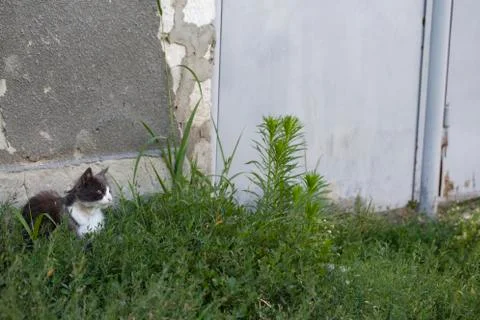 Cat in an ambush. 写真素材