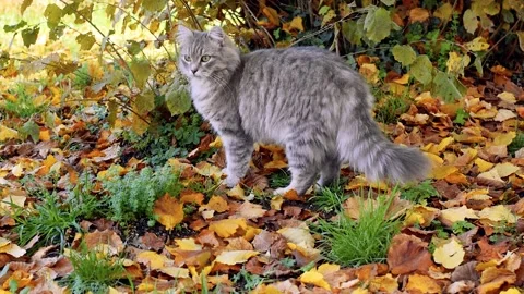 Cat amid fallen leaves of hazel tree Stock Footage 221720985