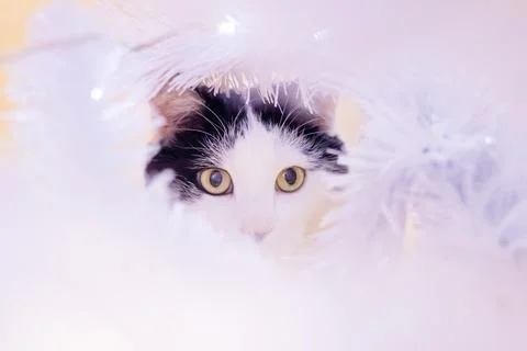 Cat among blurred white branches portrait closeup Stock Photos