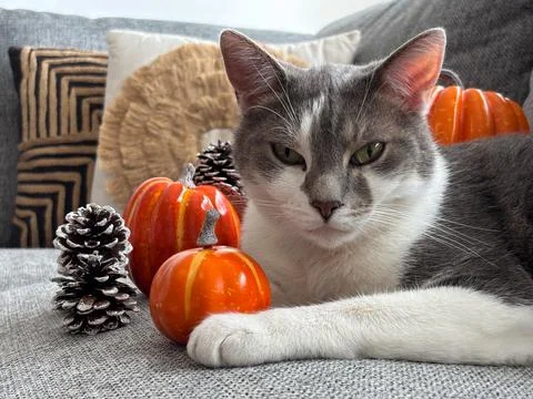 Cat among decorative pumpkins looking at camera Stock-Fotos