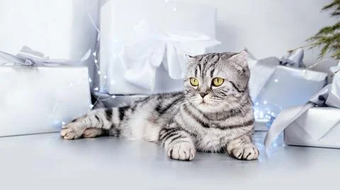 Cat among festive gift boxes isolated on gray background.  Foto stock