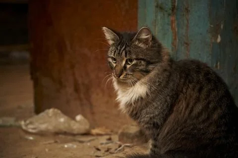 Cat among the garbage from close angles Stock Photos