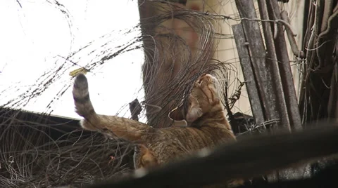 Cat among the iron garbage and wire Stock Footage 35271906
