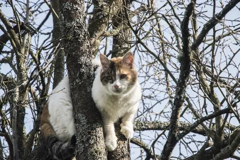 Cat among tree branches Stock Photos