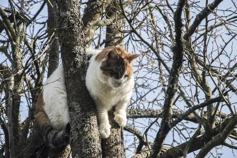 Cat among tree branches Stock Photos