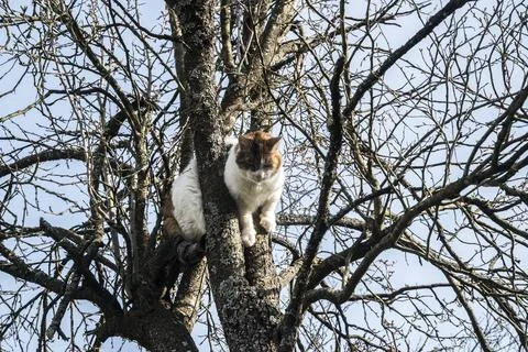 Cat among tree branches Stock Photos