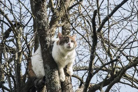 Cat among tree branches Stock Photos
