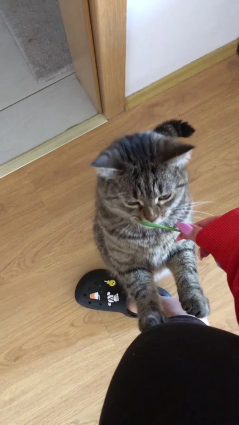 The cat amusingly eats a leaf of grass leaning on a leg Stock Footage 302823588