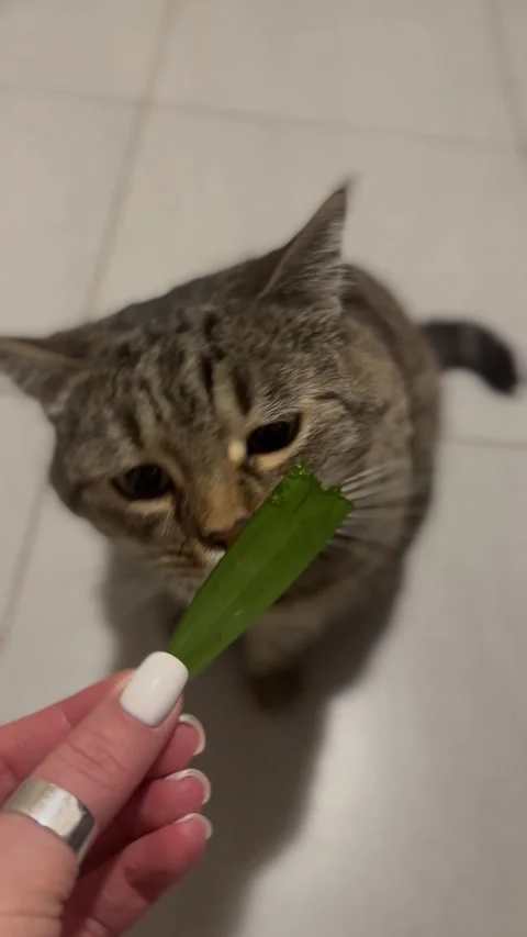 The cat amusingly eats a leaf of grass from his its owner hand Stock Footage 302823637
