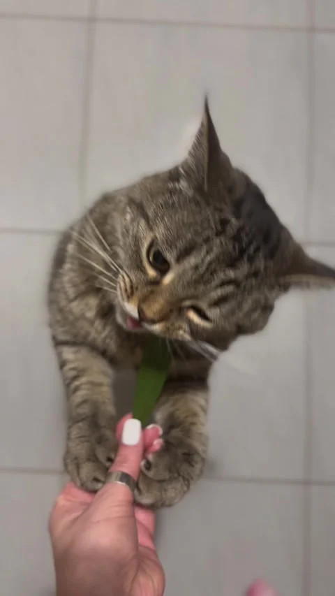 The cat amusingly eats a leaf of grass from its owner hand Stock Footage 302823641