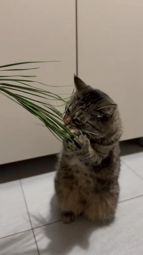 The cat amusingly eats a leaf of grass from its owner hand Stock Footage 302823657