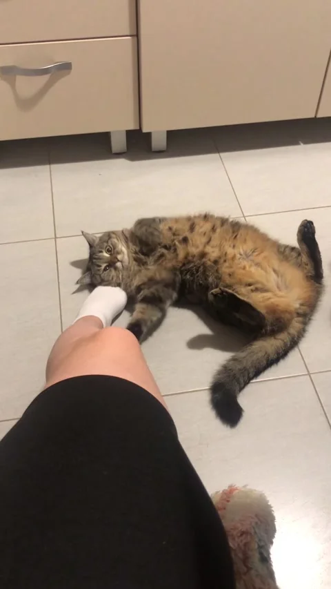 The cat is amusingly lying on the floor and playing with its owner leg Stock Footage 302823593