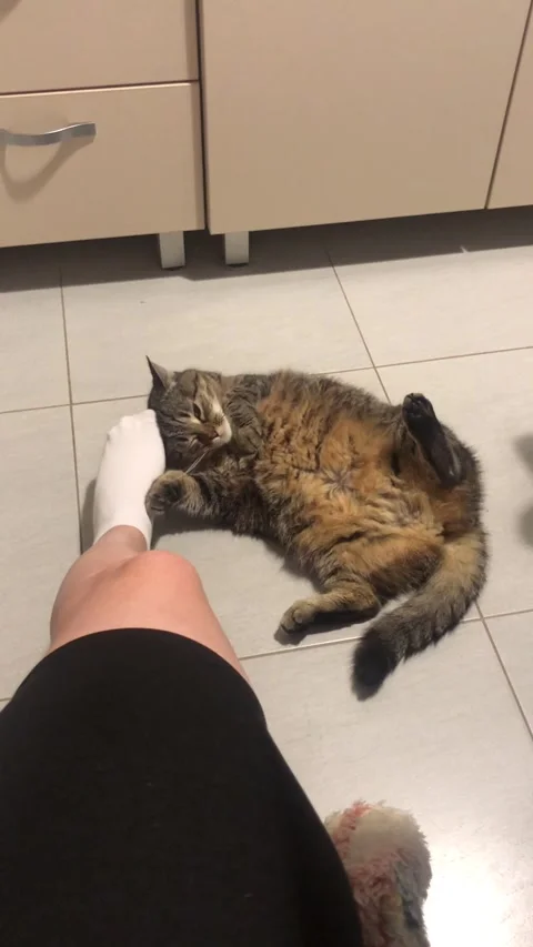 The cat is amusingly lying on the floor and playing with its owner leg Stock Footage 302823600