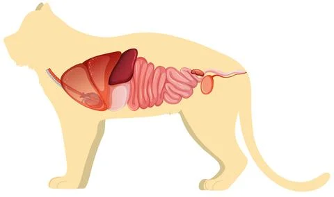 Cat anatomy with internal organ structure イラスト素材