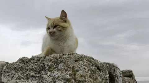 Cat on an ancient Stone Wall ruins background of a cloudy sky on overcast day Stock Footage 180709604