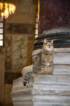 Cat in an ancient temple. Stock Photos
