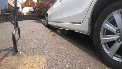 Cat and auto Stock Footage 150977985