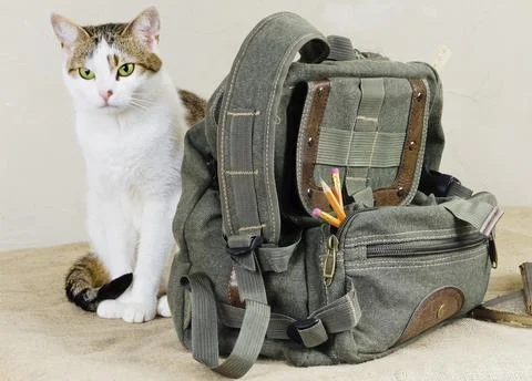 Cat and bag Stock Photos