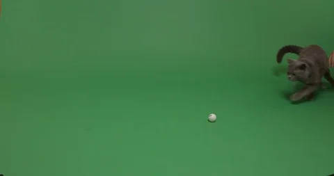 The Cat and The Ball Stock Footage 102982274