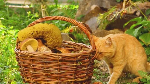 Cat and a basket of mushrooms Stock Footage 139621759