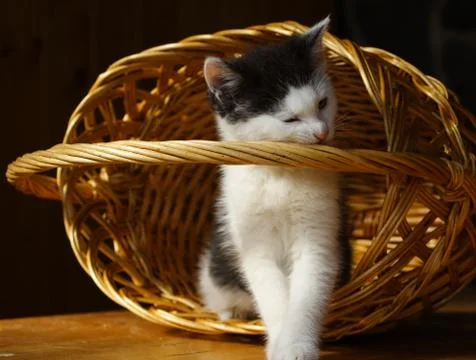 Cat and basket Stock Photos