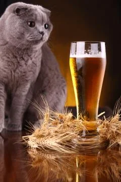 Cat and beer Foto stock