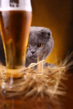 Cat and beer Stock Photos