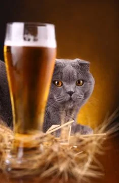 Cat and beer Stock Photos