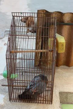 Cat and bird cage Stock Photos