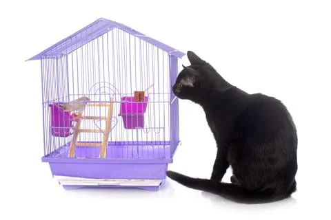 Cat and bird Stock Photos