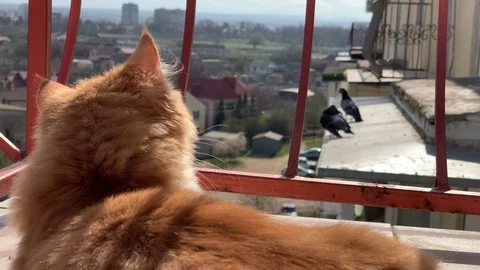 Cat and birds Stock Footage 106427069