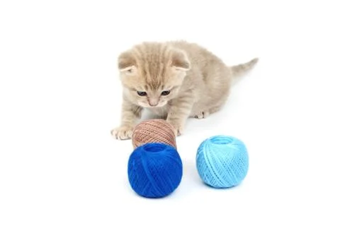 Cat and blue wool ball Stock Photos