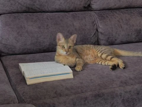 Cat and book on sofa Stock Photos