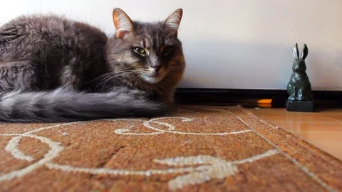 Cat and Bunny Stock-Footage 70532186