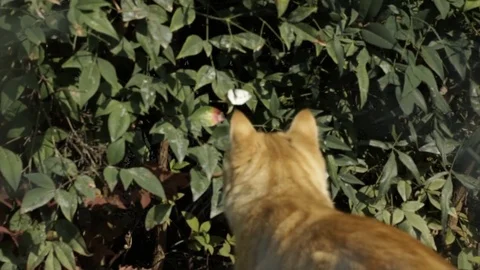 Cat and butterfly Stock Footage 84142918