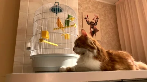 Cat and canary Stock Footage 166217286