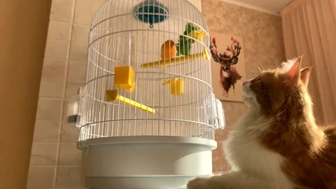 Cat and canary Stock Footage 166217510