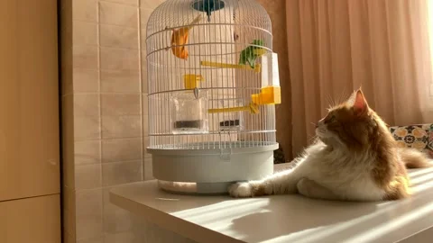 Cat and canary Stock Footage 166217690
