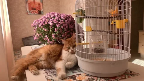 Cat and canary Stock Footage 166233464