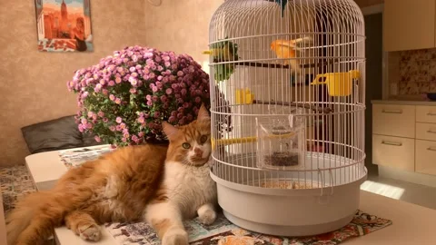 Cat and canary Stock Footage 166233756