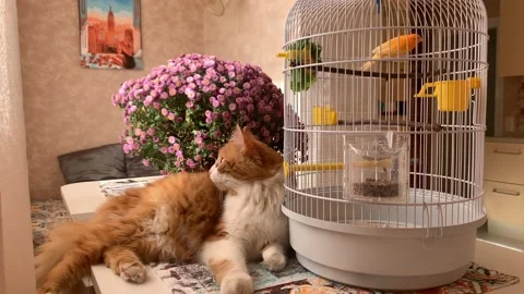 Cat and canary Stock Footage 166233813