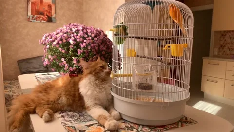 Cat and canary Stock Footage 166234252