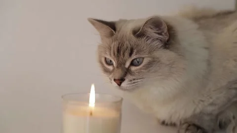 The cat and candle Stock Footage 146574205