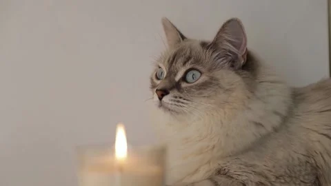 The cat and candle Stock Footage 146574211