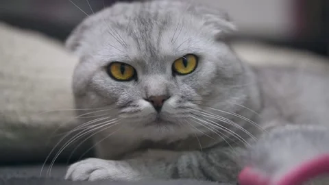 Cat and cat comb Stockbeeldmateriaal 145943681