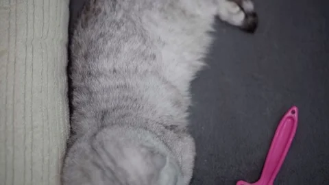 Cat and cat comb Stockbeeldmateriaal 145943697