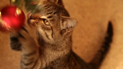 Cat and Christmas tree Stock Footage 23403484